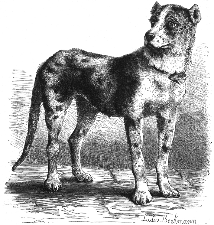 Störenfried in Haus und Hof - WILD UND HUND