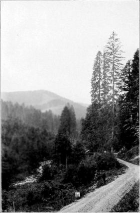 Fichtenwald im Rotmurgtal (Schwarzwald)