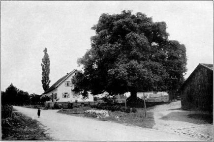 Dorflinde in Neubulach im Schwarzwald