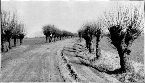 Feldweg in der Mark mit Weiden