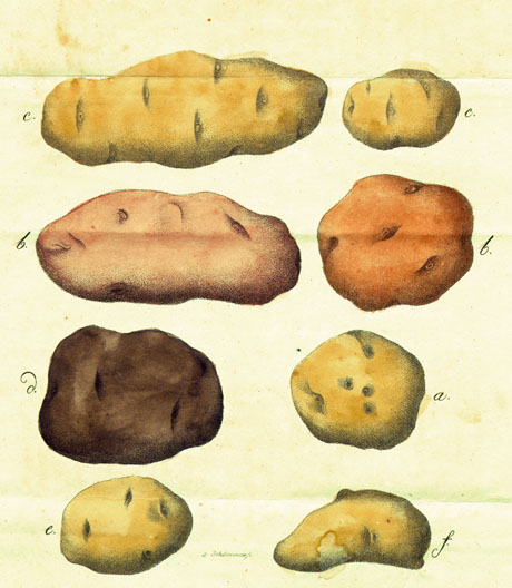 Zeitgenössischer Kupferstich: Kartoffeln