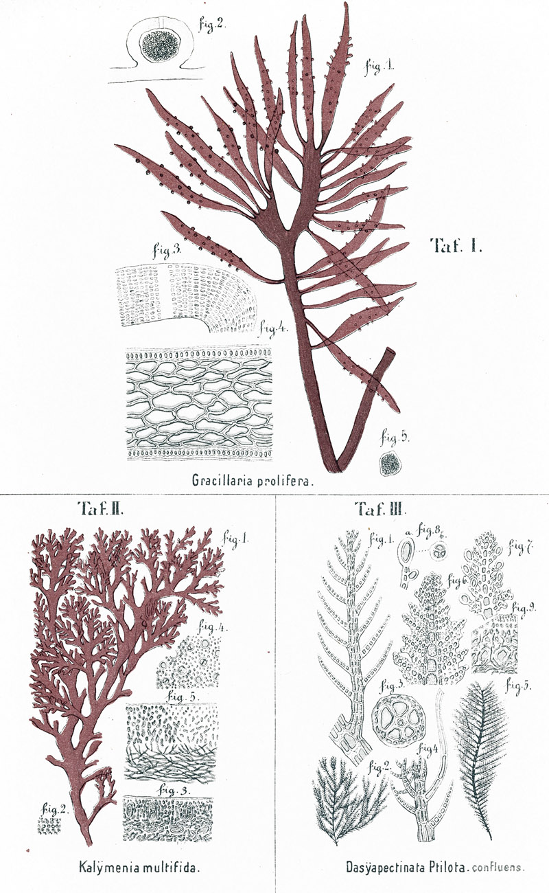 Tafel I-II