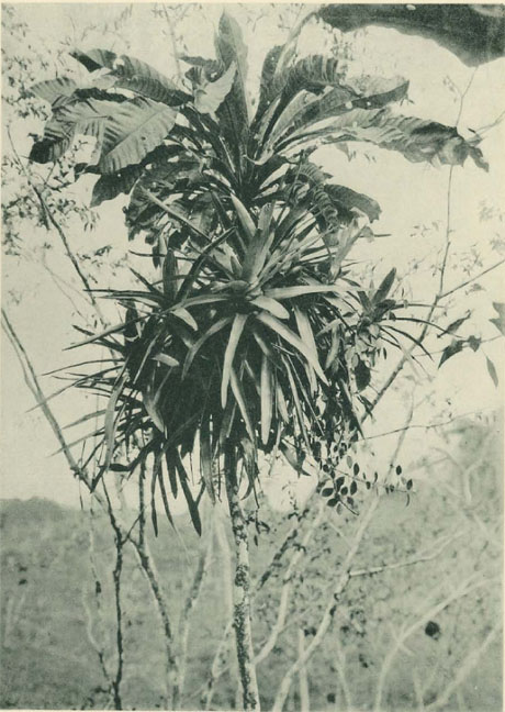 Nidularium eleutheropetalum und Hillia Ulei auf Japarandiba Spruceana bei Yurimaguas (Peru)