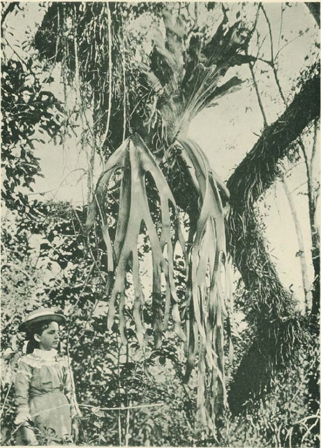 Platycerium andinum und Polypodium Ulei bei Tarapoto (Peru)