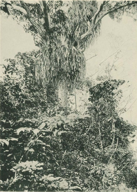 Platycerium andinum, rings einen Baumstamm umgebend, im Walde bei Tarapoto (Peru).