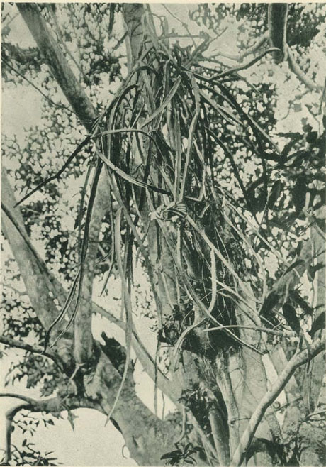 Cereus megalanthus auf einer grossen Ficus bei Tarapoto (Peru)
