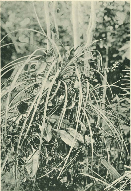 Streptocalyx angustifolius, Anthurium scolopendrium und Codonathe sp. bei Manáos