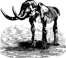 Bild: Skelett des Mansao (Mastodon)
